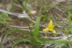 Hypoxis aurea